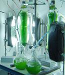 El Instituto de Bioquímica Vegetal y Fotosíntesis (IBFV) producirá biocarburantes a través de cultivos de microalgas