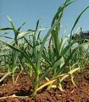 Investigadores andaluces descubren un producto que incrementa en un 20% la producción de los cultivos hortícolas