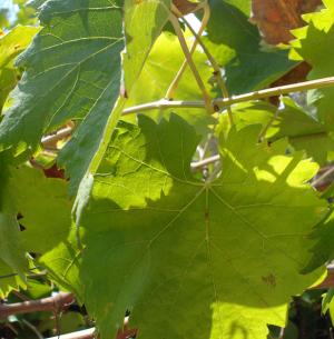 Asaja dice liberalización de viñedo atenta contra patrimonio vitícola español