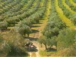 COAG Granada aconseja contratar el seguro del olivar para hacer frente a las adversidades climatológicas