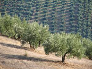 Cooperativas pide una mesa de trabajo urgente ante la peor crisis del olivar