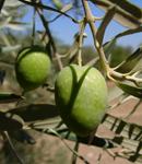 El olivo, detrás de un nuevo gel para evitar el contagio del VIH