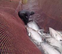 Expertos de Europa, Asia y África analizan la pesca de la almadraba en Isla Cristina