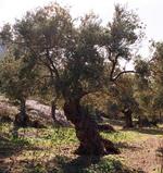 La campaña del olivar de Jaén se cubrirá con demandantes de empleo de la provincia