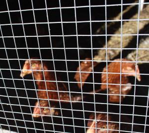 La CE amenaza con expedientar a los países que no veten jaulas para gallinas en 2012
