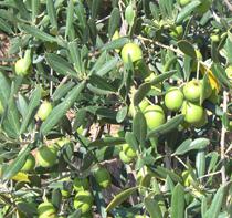 La DO "Sierra de Segura" realizará tratamientos contra la mosca del olivo