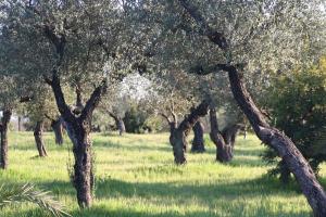La producción de aceite de oliva en Jaén es un 12% superior a la campaña anterior
