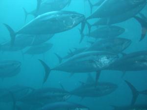 La Secretaría General de Pesca ha liberado 460 ejemplares de atún rojo procedentes de una granja de engorde