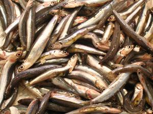 Las pescaderías proponen 30 días de caducidad para los boquerones en vinagre