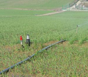 Mejoran la gestión del agua en regadíos mediante el cálculo del consumo de agua según el cultivo