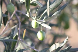 Una semana con pocos cambios en el mercado del aceite de oliva