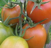 Acciones impulsadas por la Junta logran controlar la ‘Tuta’ en el tomate al aire libre