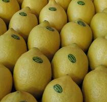 Agosto registra una subida de precios en los limones y en las naranjas
