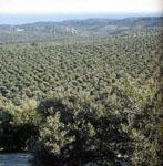 Agricultura abona 61,8 millones a casi 160.000 productores en ayudas de la PAC correspondientes a superficie de olivar