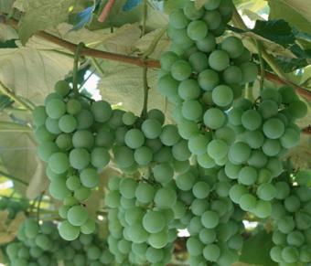 Agricultura establece las normas de eliminación de los subproductos de la vinificación
