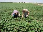 Agricultura estima que la renta agraria andaluza se incrementará un 7,5% en 2010