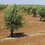 Agricultura impulsa un proyecto nacional para mejorar el riego en explotaciones de olivar