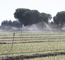 Agricultura respalda con 6,2 millones la modernización de regadíos de Huércal-Overa