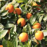 Agroseguro abre el plazo para asegurar las cosechas de frutales de 2010