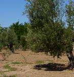 Aguilera trabajará para que no se reduzcan las ayudas europeas destinadas al olivar