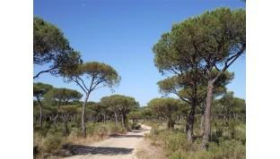 Andalucía deslinda cerca de 200 kilómetros de vías pecuarias en el primer semestre del año