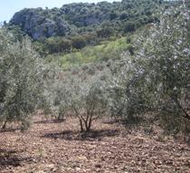 Andalucía lidera la superficie ecológica con más de 866.000 hectáreas