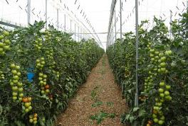 Andalucía permitirá que la Orden de mejora de productividad en invernaderos de tomate beneficie a otras frutas y hortalizas
