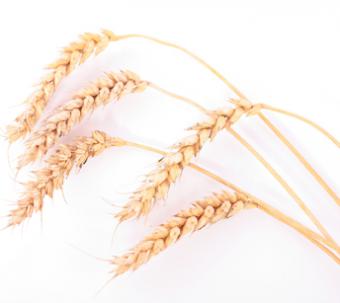 Aprobada la norma de calidad del trigo para los distintos usos de sus granos, harinas y sémolas
