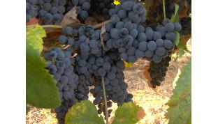 Aprobado el Reglamento con los requisitos para elaborar vino de Producción Integrada