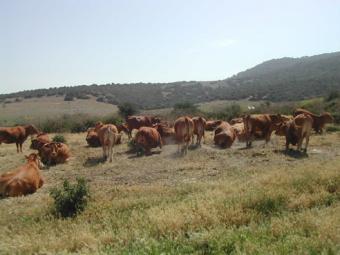 Asaja advierte de la grave crisis de la ganadería y reclama medidas urgentes