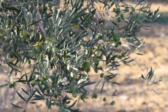 Asaja Andalucía destaca que el olivar solo sobrevivirá con reconversión y ayudas de la PAC