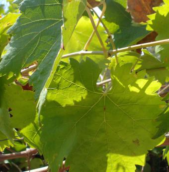 Asaja dice liberalización de viñedo atenta contra patrimonio vitícola español