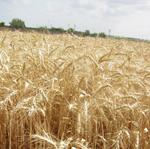 Asaja prevé que la producción total de cereal se sitúe en 17,5 millones de toneladas