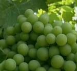 Banca Cívica lanza una nueva línea de financiación para las campañas de uva y aceituna
