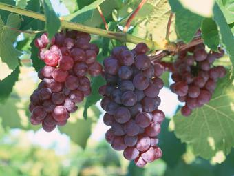 Bruselas quiere impulsar reglas para la producción de vinos ecológicos