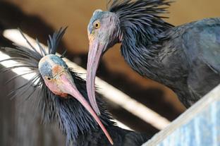 Cádiz acoge la primera colonia reproductora de ibis eremita asentada en Europa desde hace cinco siglos