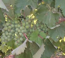 Casi 400 hectáreas de viñedo participan en el ensayo de producción de uva para mosto