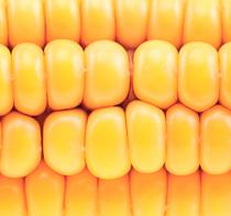 Científicos desarrollan un nuevo método que mide la resistencia del maíz a las sequías