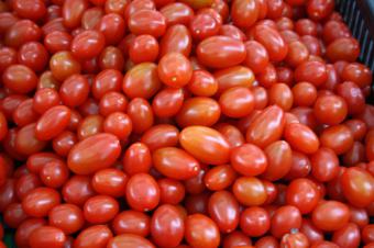 COAG Almería denuncia una nueva alerta sanitaria de tomate con procimidona procedente de Marruecos