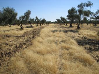 COAG Andalucía convocará movilizaciones en marzo por los bajos precios del aceite de oliva