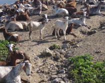 COAG deja de negociar el precio de la leche de cabra y anuncia movilizaciones