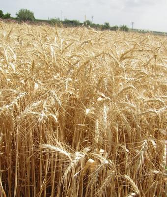 Cooperativas Agro-Alimentarias estima la caída del 33% en la cosecha de cereal de invierno