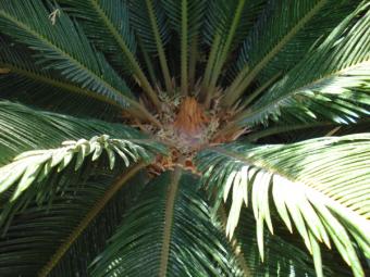 Desciende el número de palmeras afectadas por el picudo rojo en el Mediterráneo