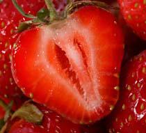 Determinan las mejores variedades de fresas según calidad, producción o precocidad