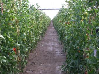 El 56% del cultivo hortofrutícola en invernadero utiliza el control biológico