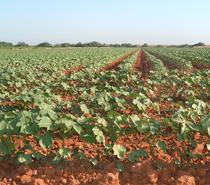 El 80% de la superficie total vitivinícola del entorno de Doñana cuenta con la etiqueta Doñana 21