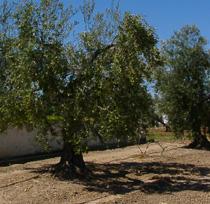 El apoyo de Agricultura a la Producción Integrada propicia su expansión en olivar