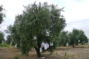 El árbol genealógico del olivo