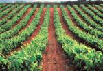 El BOE publica las condiciones del seguro de explotación de uva de vinificación