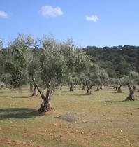 El BOE publica las condiciones del seguro de rendimientos del olivar de la cosecha 2011-2012